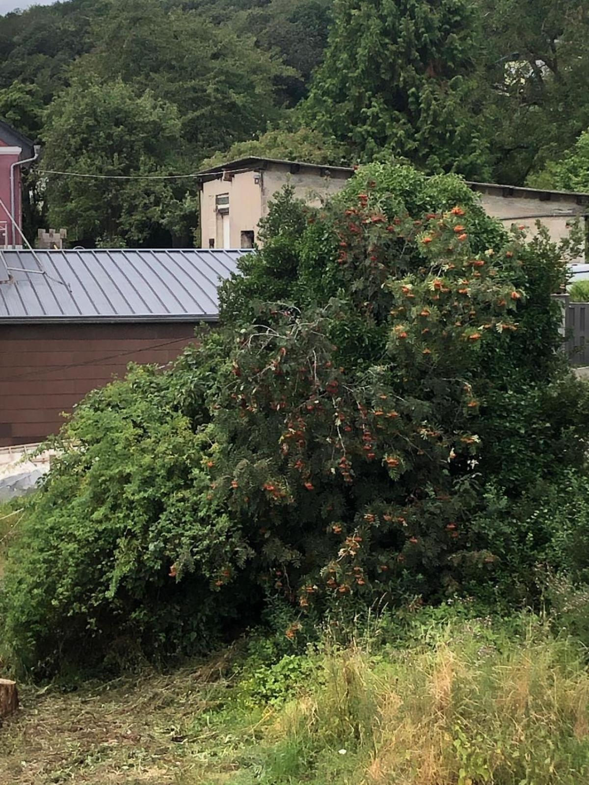 Neu Renovierte Wohnung In Alter Schule Hattgenstein 외부 사진