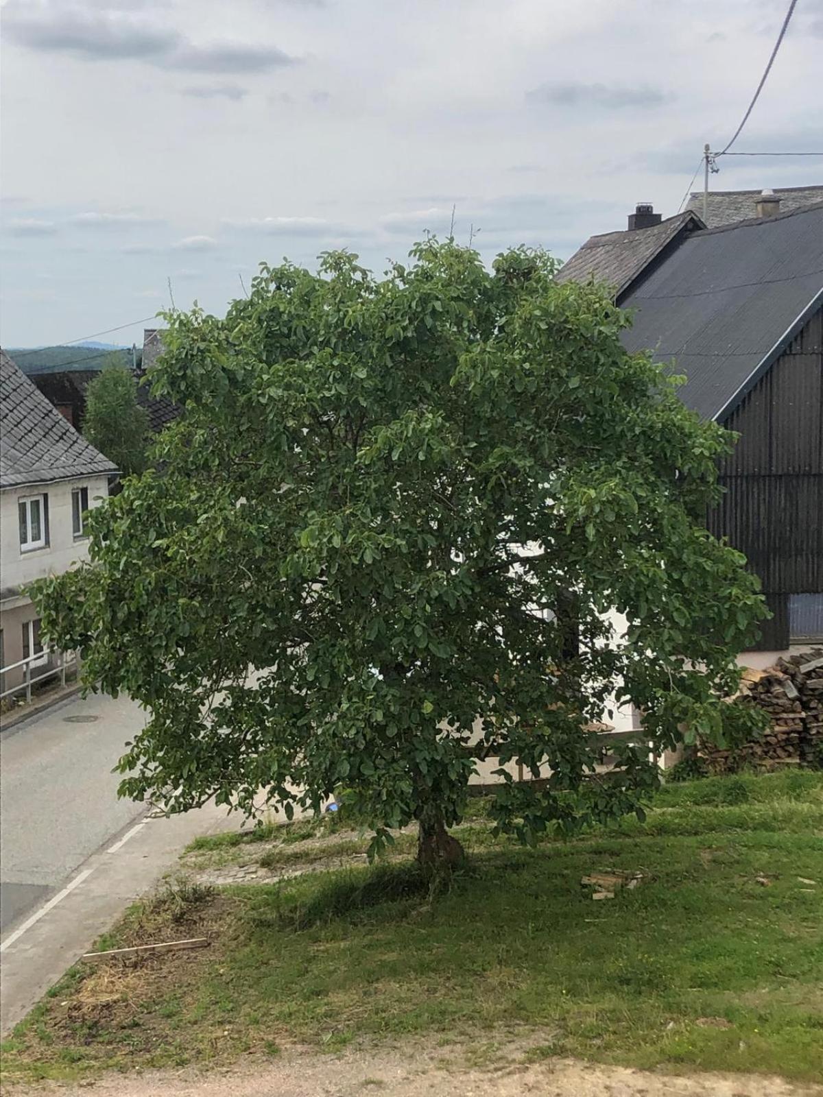 Neu Renovierte Wohnung In Alter Schule Hattgenstein 외부 사진